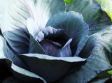 Cabbage in the Shakespeare Garden