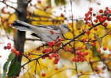 Mockingbird Feasting in a Crab Apple Tree