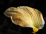 Hosta Fall Foliage