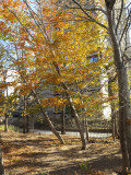 Beech Trees 