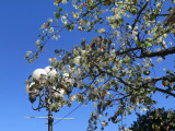 Spring Prunus Blossoms