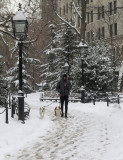 Fresh Snowfall - Out Walking the Dogs