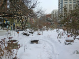 Fresh Snowfall in the Garden