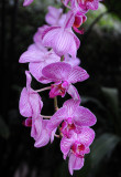 Orchids at the 2015 Orchid Show