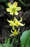 Erythronium Pagoda or Pagoda Flowers