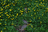 Marsh Marigolds or Caltha