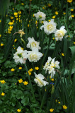 Marsh Marigolds & Daffadils