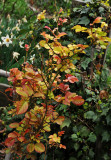 Rose Bush Foliage