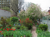 Garden View for May Day