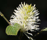 Witch Alder or Fothergilla Major Blossom