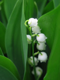 Lily of the Valley in Bloom