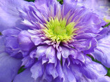 First Clematis of the Season 