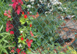 North Garden with Floral Pole, Squirrel & Pigeon