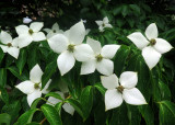 Dogwood Blossoms or China Girl Cornus kousa