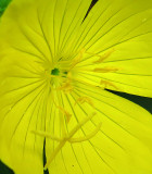 Evening Primrose