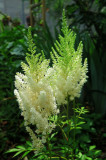 Feathers or Astilbe