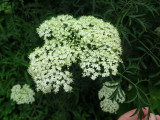 IMG_2856.jpg