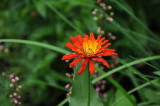 Zinnia