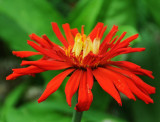 Zinnia