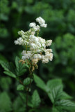 Filipendula