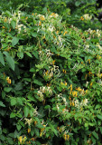 Honeysuckle or Lonicera