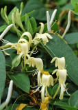 Honeysuckle or Lonicera