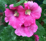 A Dogs Face in Hollyhock Blossoms?