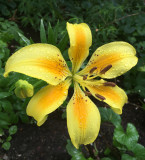 Yellow Lily with Rain Drops