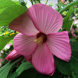 Pink Pancake Hibiscus in Bloom 