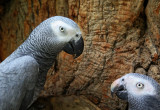 Talking Grey Parrots