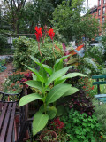 Canna in Bloom