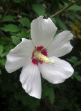 Rose of Sharon Hibiscus Blossom