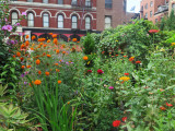 September 11, 2015 Photo Shoot - Mostly LaGuardia Corner Community Garden, Greenwich Village NYC