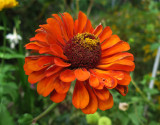 Orange Zinnia Blossom