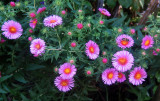 Michaelmas Aster