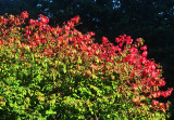 Changing Colors - Burning Bush or Euonymus alatus