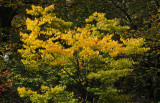 Golden Yellow Elm Tree Fall Foliage