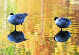 Canadian Geese at the Duck Pond with Fall Foliage Reflections