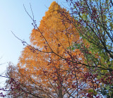 Seasons Greetings Tree 