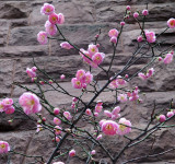 Prunus or Plum Tree Blossoms in December