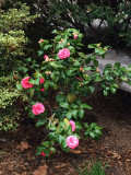 Camellia japonica - Unknown Variety