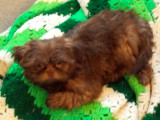 14.5 weeks