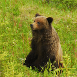 Grizzly bear, Banff N.P, Canada