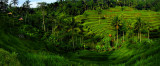 Rice Terraces, Bali, Indonesia