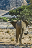 Desert elephants, Damaraland, Ugab river