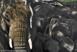 Desert elephants, Damaraland, Ugab river