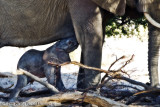 Desert elephants, Damaraland, Ugab river