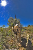 Caracal, Naankuse