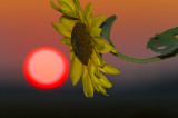 Sun Flower copy.jpg