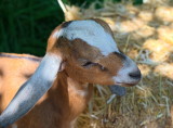 A young Nubian goat
